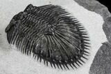 Thysanopeltis & Scotoharpes Trilobite Association - Boudib, Morocco #108799-4